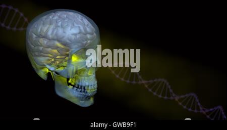 Jaune brillant cerveau et crâne transparent avec de l'ADN en arrière-plan Banque D'Images