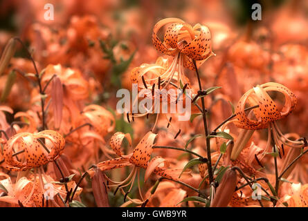 Tiger lilies dans un jardin. Lilium lancifolium (syn. L. tigrinum) est l'une de plusieurs espèces de fleurs lys orange Banque D'Images