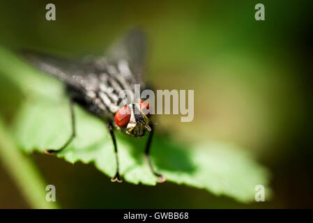 Macro mouche tourné en nature et sur une feuille. Banque D'Images