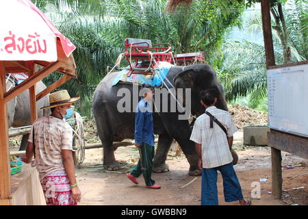 Les touristes circonscription éléphants en Thaïlande Banque D'Images