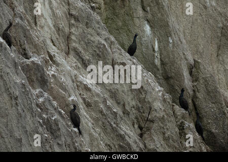 Cormoran pélagique nichant sur les rochers dans l'océan Pacifique. Banque D'Images