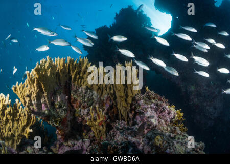 Banc de poissons de récifs coralliens à Abrolhos au parc marin national, l'Etat de Bahia, Brésil Banque D'Images
