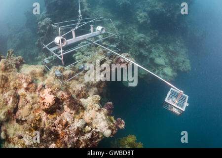 Vidéo sous-marine à distance appâtés BRUV - utilisés dans la zone de protection marine Abrolhos, pour la faune de poissons à l'aide de la recherche deux gopro. Brésil Banque D'Images