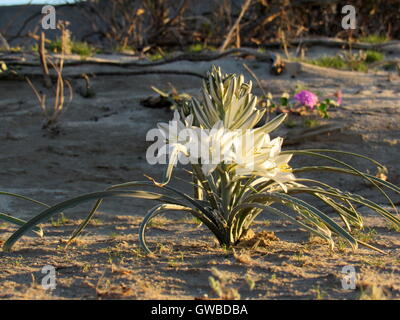 Desert Lily en fleurs avec des fleurs blanches à Anza Borrego Desert State Park Banque D'Images
