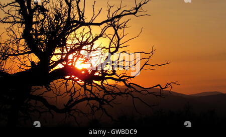 Halloween Gnarly à arbre solitaire et branches avec soleil derrière sentiment étrange paysage avec montagnes Banque D'Images