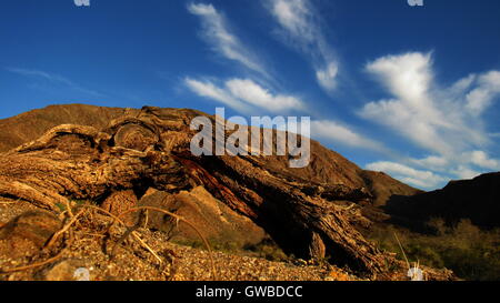 Mountain Indianhead avec les nuages et l'arbre mort au premier plan du désert Banque D'Images