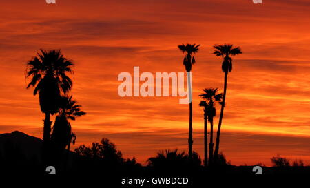 Coucher du soleil orange et rouge profond avec des palmiers silhouette contre le ciel du désert Banque D'Images