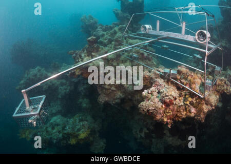 Vidéo sous-marine à distance appâtés BRUV - utilisés dans la zone de protection marine Abrolhos, pour la faune de poissons à l'aide de la recherche deux gopro. Brésil Banque D'Images