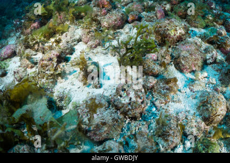 Les algues de corail plongée profonde, l'environnement Buraca mangé Bahia, Brésil Banque D'Images