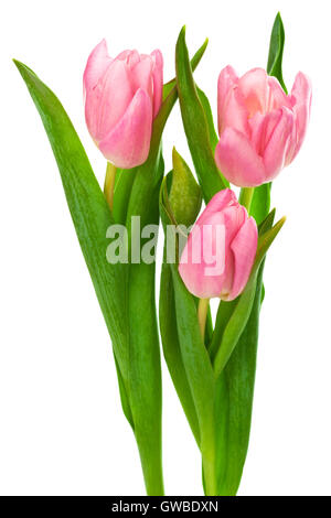 Trois tulipes roses sur fond blanc Banque D'Images