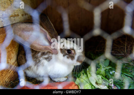 Cage lapin en close up Banque D'Images