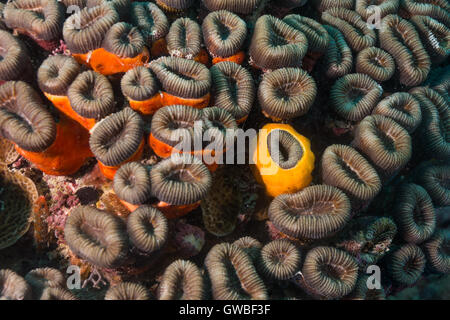 Mussismila harttii coral reef et autres organismes incrustés Abrolhos subaquatique, Bahia, Brésil Banque D'Images