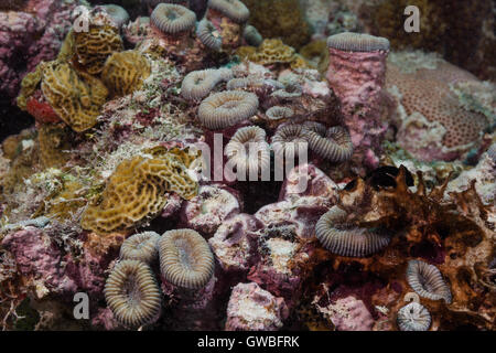 Mussismila harttii coral reef et autres organismes incrustés Abrolhos subaquatique, Bahia, Brésil Banque D'Images