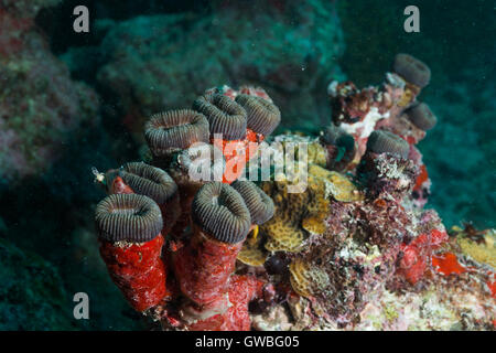 Mussismila harttii coral reef et autres organismes incrustés Abrolhos subaquatique, Bahia, Brésil Banque D'Images