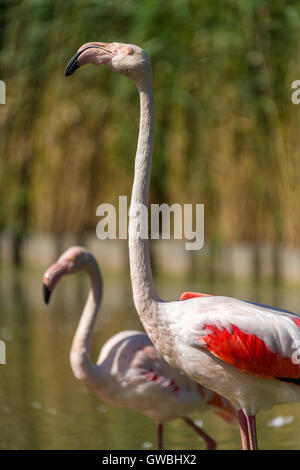 Flamant rose Banque D'Images