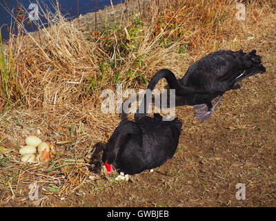 Deux cygnes noirs hors de nidification de la banque au lac Senba Parc Kairakuen, Ibaraki, Japon Banque D'Images