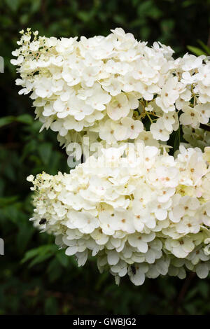 Fleurs stériles blanc crème en te chefs d'arbuste à fleurs de l'automne, Hydrangea paniculata 'Silver Dollar" Banque D'Images
