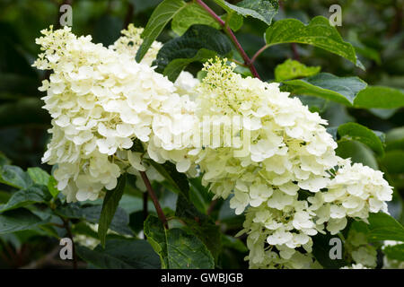Fleurs stériles blanc crème dans la tête de l'arbuste à fleurs de l'automne, l'Hydrangea paniculata 'Silver Dollar" Banque D'Images