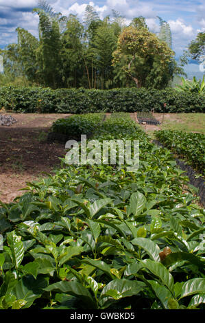 Des boutures de café à l'Hacienda San Alberto. Les plantations de café près de la ville Buenavista. Quindio, la Colombie. Café de Colombie Banque D'Images