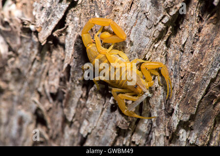 Bark scorpion centruroides exilicauda florence, Arizona, united states 9 septembre 2016 adulte commandant moth. buthi Banque D'Images