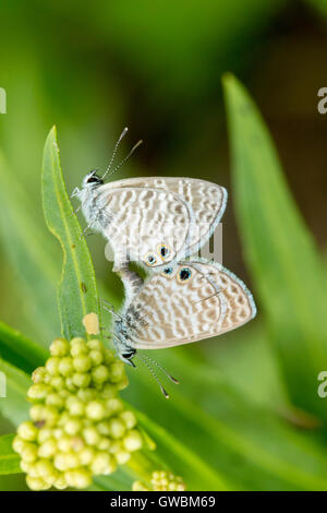 Bleu Marine Leptotes marina Ruby Road, Santa Cruz County, Arizona, United States 6 septembre adultes l'accouplement. Lycaenida Banque D'Images