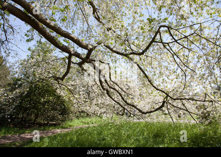 Cerisier blanc en pleine floraison - Cherry à pied, les jardins de Kew, Royaume-Uni. (Prunus Umineko) Banque D'Images
