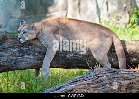 Cougar reposant sur un arbre Banque D'Images