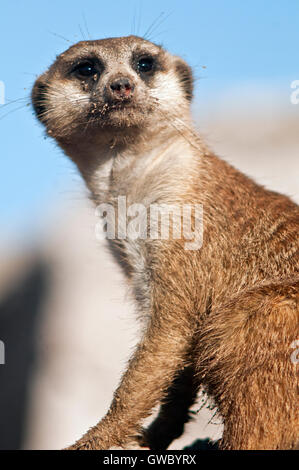 Meerkat looking away Banque D'Images