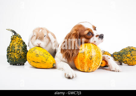 Formés cavalier king charles spaniel chien photographie studio fond blanc avec lop ensemble célébrer Halloween citrouille mignon Banque D'Images