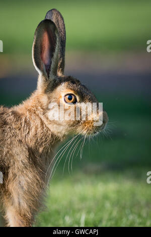 Lièvre brun, le comportement animal animal, Animal Kingdom, brown, brown hare, bunny, fermer, concept, mignon, fond d'écran, l'oreille, oreille Banque D'Images