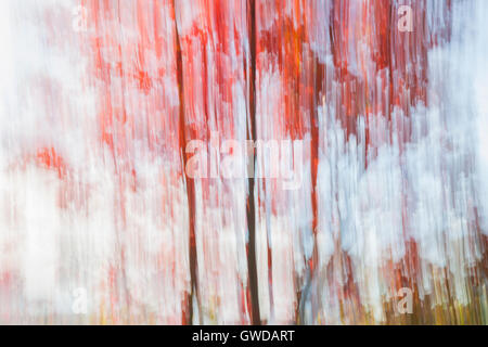 Paysage abstrait de rouge les arbres d'automne sur le lac shore à l'automne. Image produite par les mouvements de la caméra. Banque D'Images