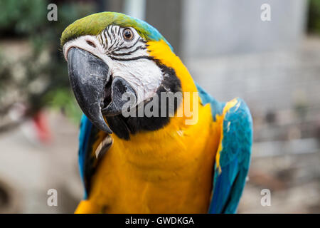 Parrot au marché aux oiseaux de Yuen Po, Mong Kok, Kowloon, Hong Kong Banque D'Images