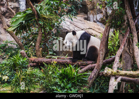 Panda géant Hong Kong Ocean Park Banque D'Images