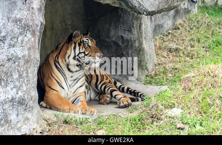 Tiger est un prédateur qui est élégant en elle-même. Les Tigres s'grande crainte est la Ram. Si un Tiger ou Leopard. Banque D'Images