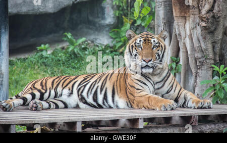 Tiger est un prédateur qui est élégant en elle-même. Les Tigres s'grande crainte est la Ram. Si un Tiger ou Leopard. Banque D'Images