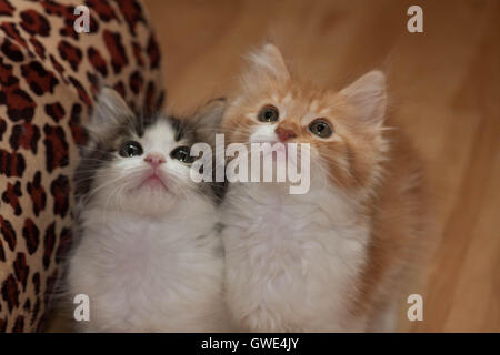 Deux jeunes chatons foster regardant un jouet en plumes. Banque D'Images