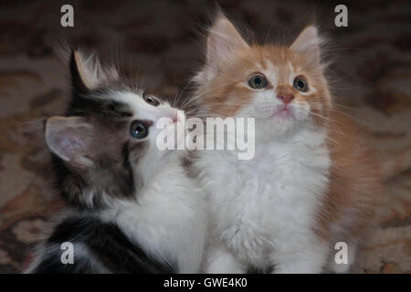 Deux jeunes chatons regardant une plume jouet. Banque D'Images