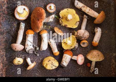 Variété de champignons sauvages de la forêt de bouleau jaune boletus, champignons, russules sombre sur fond texturé rusty. Rustic Banque D'Images