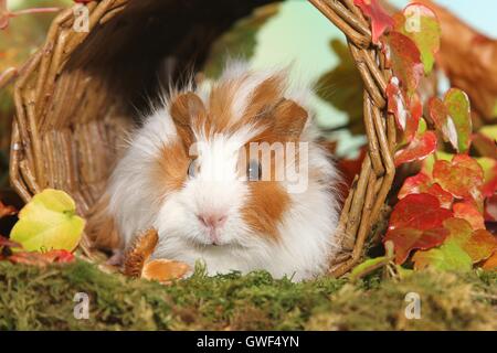 Jeune cobaye angora Banque D'Images