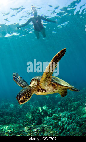 Les tortues vertes sont un élément de base de la vie marine hawaïenne. Ils peuvent être vus sur croisière coralliens, l'obtention d'un spa à un nettoyage locaux Banque D'Images