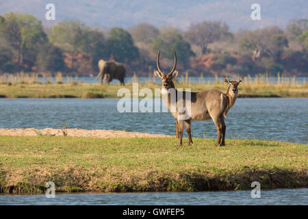 (Kobus ellipsiprymnus Common Waterbuck) sur une île dans le fleuve Zambèze, African Elephant (Loxodonta africana) dans le backgrou Banque D'Images