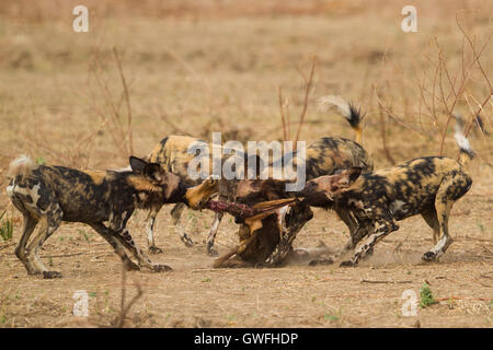 Chien sauvage d'Afrique (Lycaon pictus) l'extraction d'une carcasse Impala (Aepyceros melampus) Banque D'Images