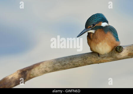 Kingfisher commun / Optimize ( Alcedo atthis ), jeune oiseau, perché sur une branche, vue frontale, nice. Banque D'Images