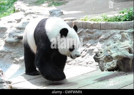 Chiang Mai. 13 Sep, 2016. Grand panda Chuang Chuang au Zoo de Chiang Mai en Thaïlande de nord a Chiang Mai, 13 Septembre, 2016. Chuang Chuang et Lin Hui, un expatrié couple panda géant de Chine, se sont installés dans le nord de la Thailande Chiang Mai Zoo depuis octobre 2003. Leur cub Lin Bing, né en mai 2009, est le premier panda géant né en Thaïlande. En ce moment le couple vit encore dans Chiang Mai Zoo et continue d'attirer les fans et visiteurs, tout en lin Bing avait été renvoyé en Chine en 2013. Credit : Rachen Sageamsak/Xinhua/Alamy Live News Banque D'Images