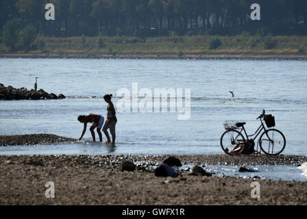 Cologne, Allemagne. 13 Sep, 2016. Les gens se promener le long de la rive du fleuve du Rhin, à la recherche de coquillages à Cologne, Allemagne, 13 septembre 2016. La poursuite de la vague de chaleur et la sécheresse ont ajouté le niveau d'eau en contrebas du Rhin. Photo : Henning Kaiser/dpa/Alamy Live News Banque D'Images