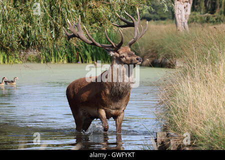 Bushy Park, SW London, Royaume-Uni. 13 septembre 2016. C'est bon ! Un magnifique cerf rouge cerf se rafraîchir dans la rivière de Longford, Bushy Park Royal le Deer Park dans le sud ouest de Londres, comme le mercure a atteint 32 degrés dans le soleil de Septembre. Banque D'Images