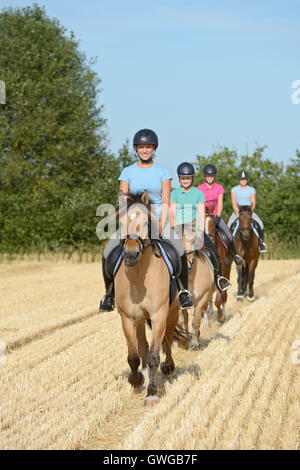 Quatre jeunes cavaliers à cheval trottant sur un champ de chaumes. Allemagne Banque D'Images