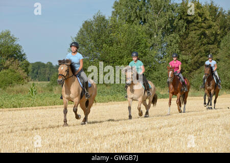 Quatre jeunes cavaliers à cheval galopant sur un champ de chaumes. Allemagne Banque D'Images