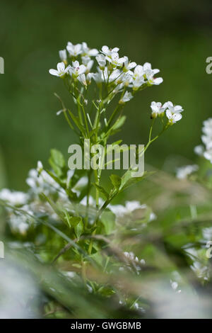 Grand Bittercress (Cardamine amara), les hampes florales. Allemagne Banque D'Images