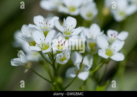 Grand Bittercress (Cardamine amara), fleurs. Allemagne Banque D'Images